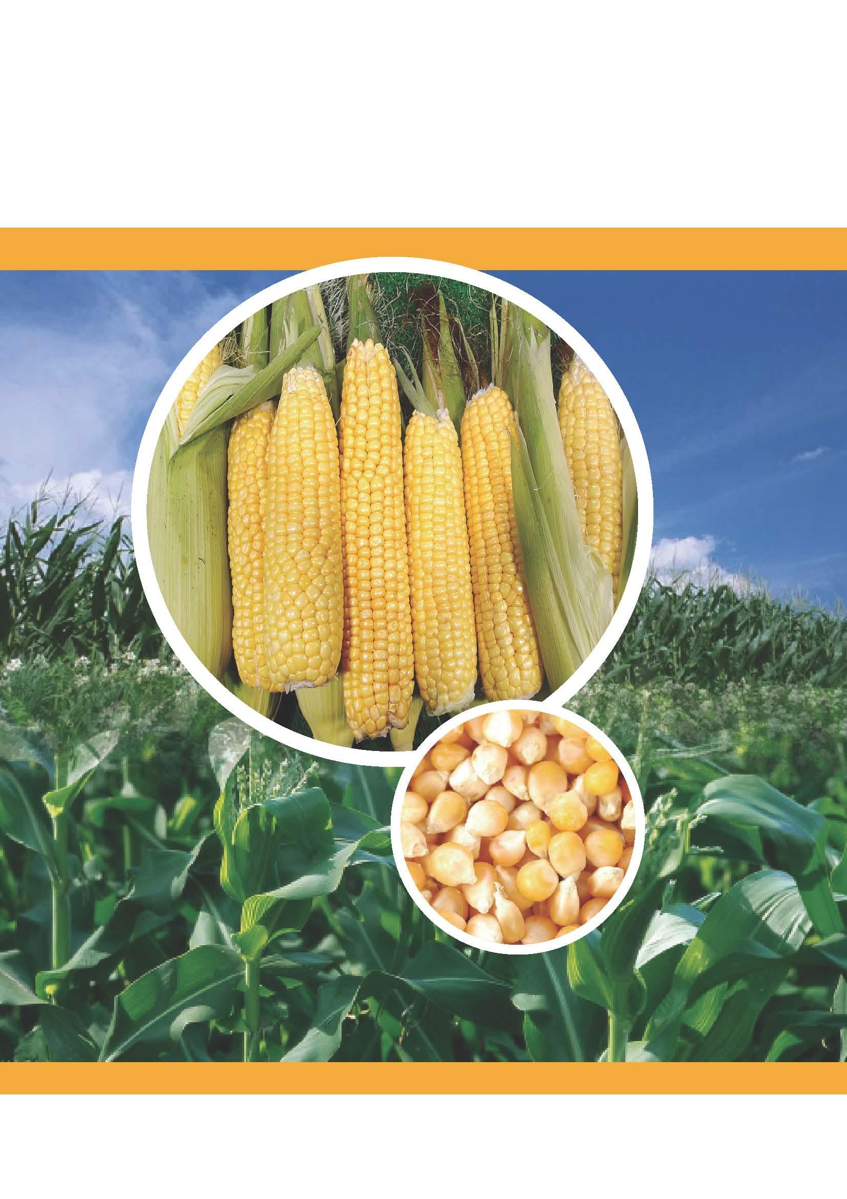 Corn Products China News (Chinese version)
