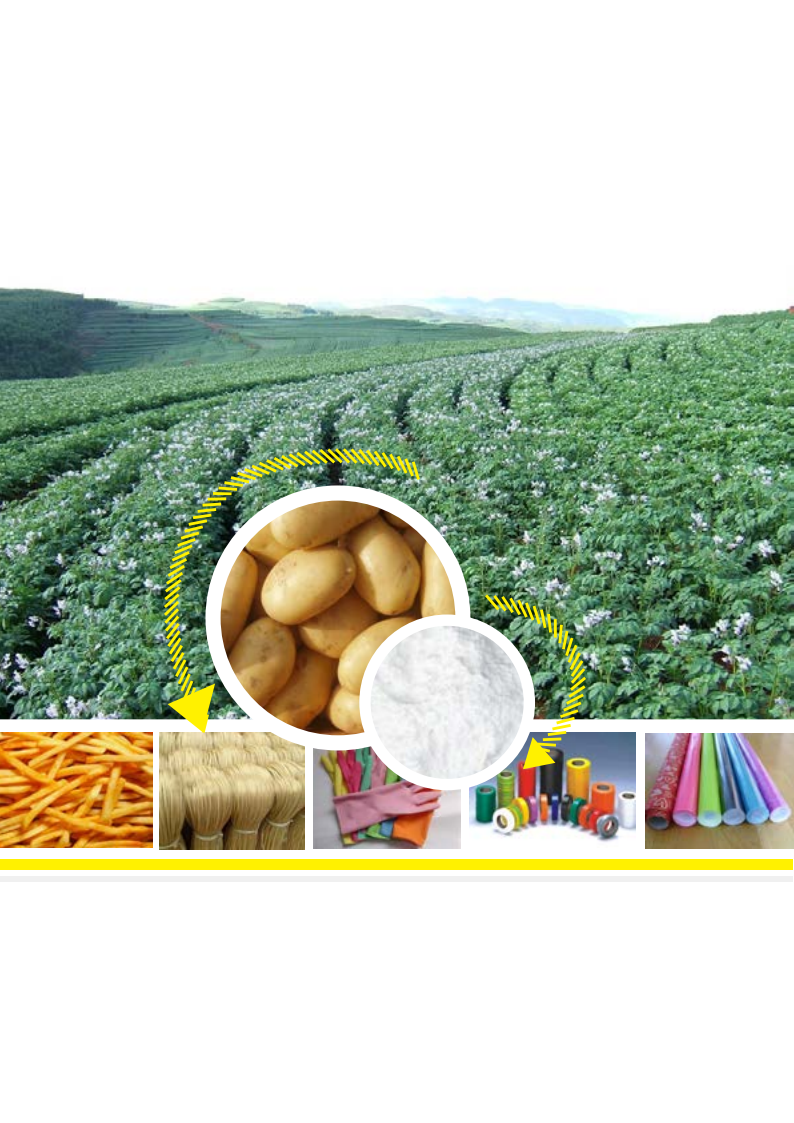Quarterly Report of Potato Starch(Chinese version)