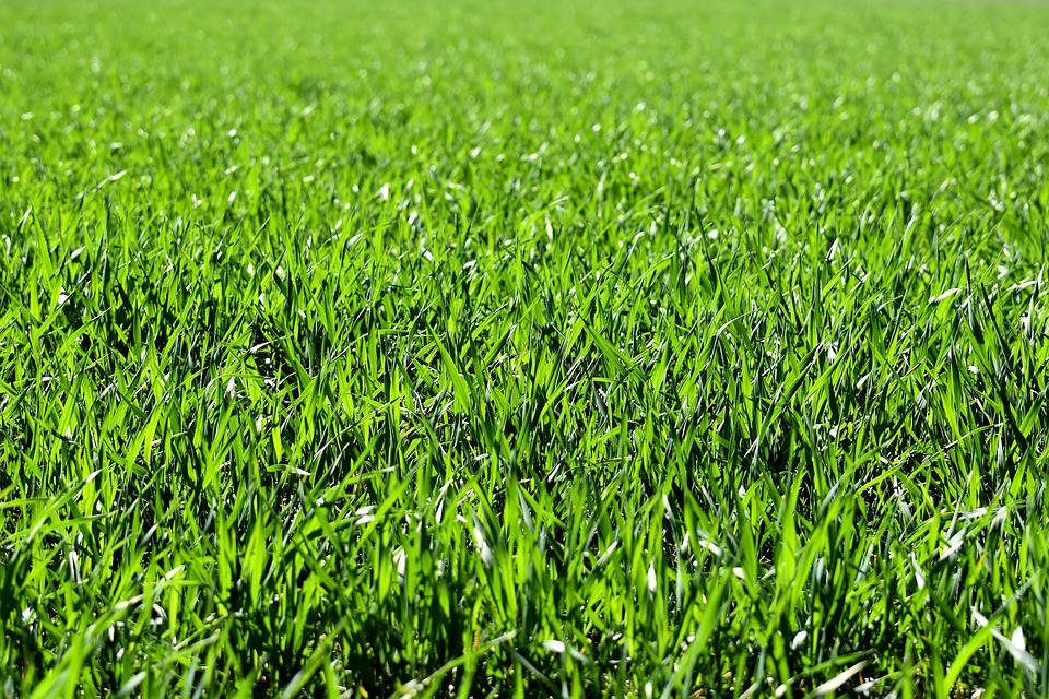 Nantong Jiangshan aims to gain more shares in glyphosate and diazinon formulation market