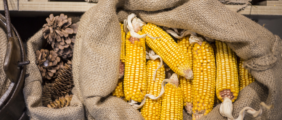 Tariff-Driven Corn Self-Sufficiency Surge Triggers Import Collapse