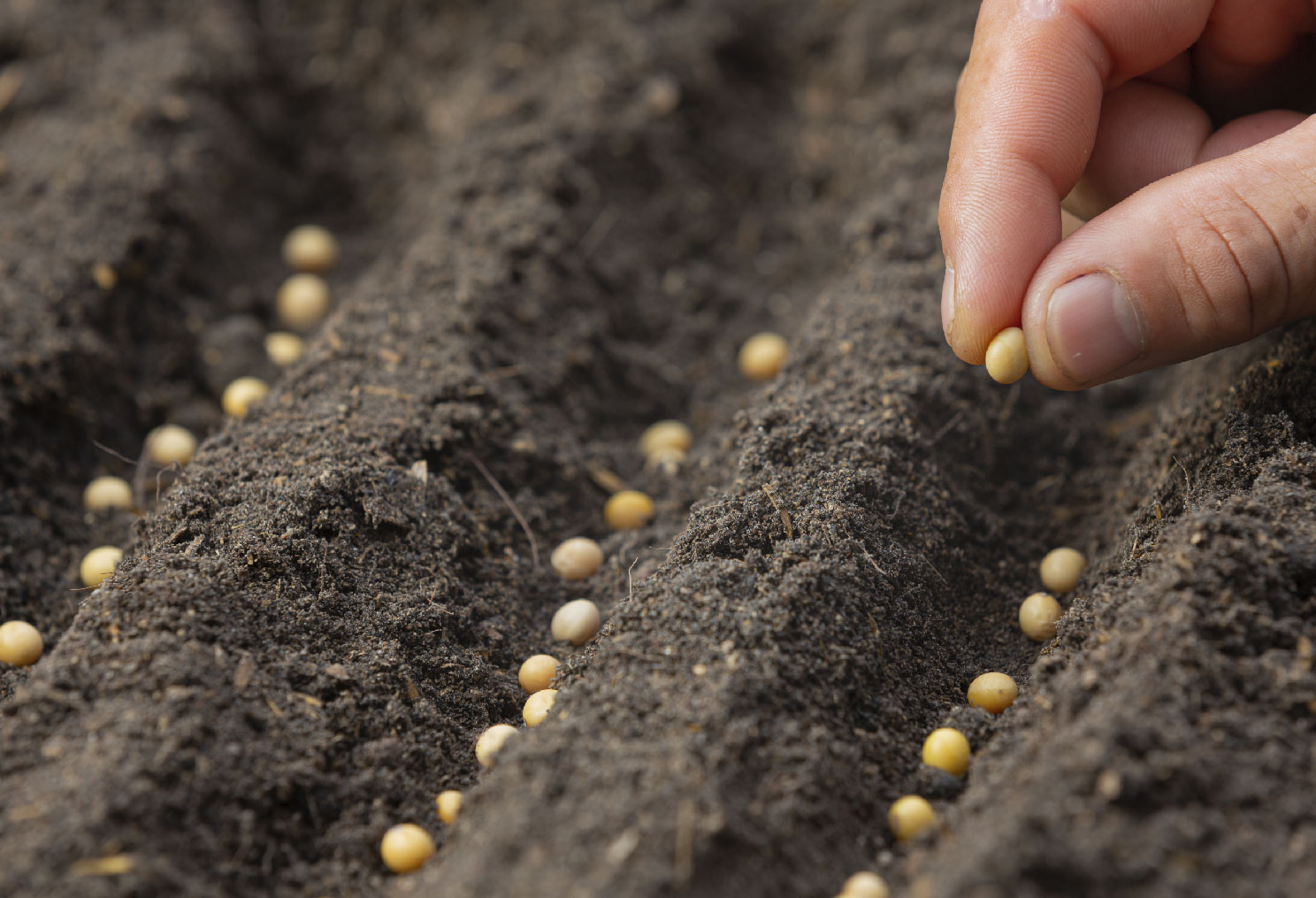 China's Seed Industry Undergoes Structural Transformation: Tighter Import Controls Exacerbate Corporate Pressures
