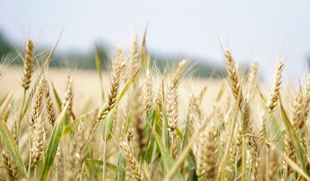 Autumn Harvest Highlights China’s 2025 Agricultural Momentum From Fields to Markets